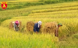 Mùa vàng ở vùng cao Y Tý